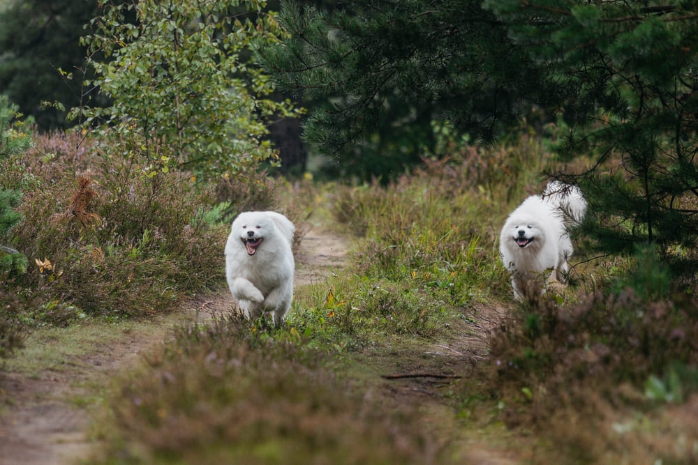 Характеристику самоеда можно найти в стандарте