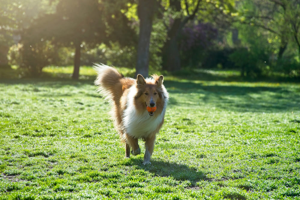 Колли с мячом