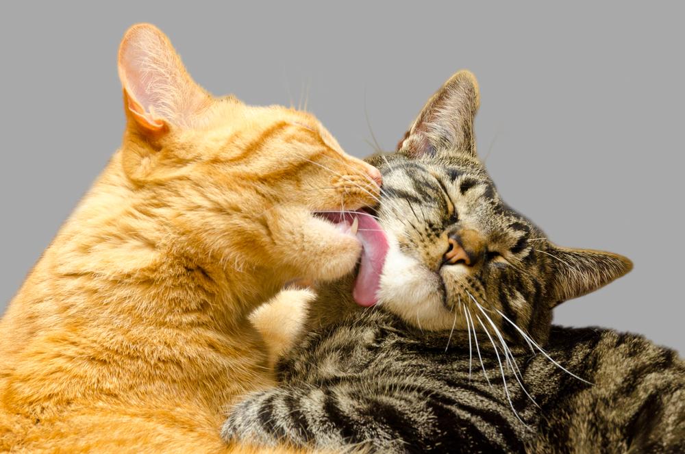 Вязка котов и кошек: как происходит спаривание, нюансы во время первой  вязки кота или кошки, возможные сложности и как их преодолеть