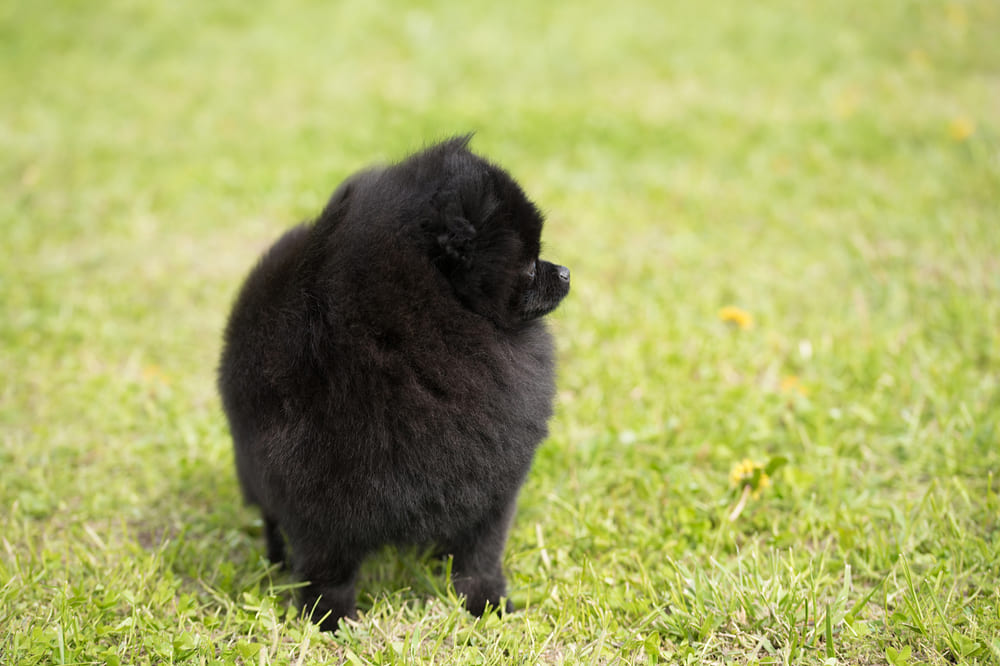 Померанский шпиц смотрит в сторону