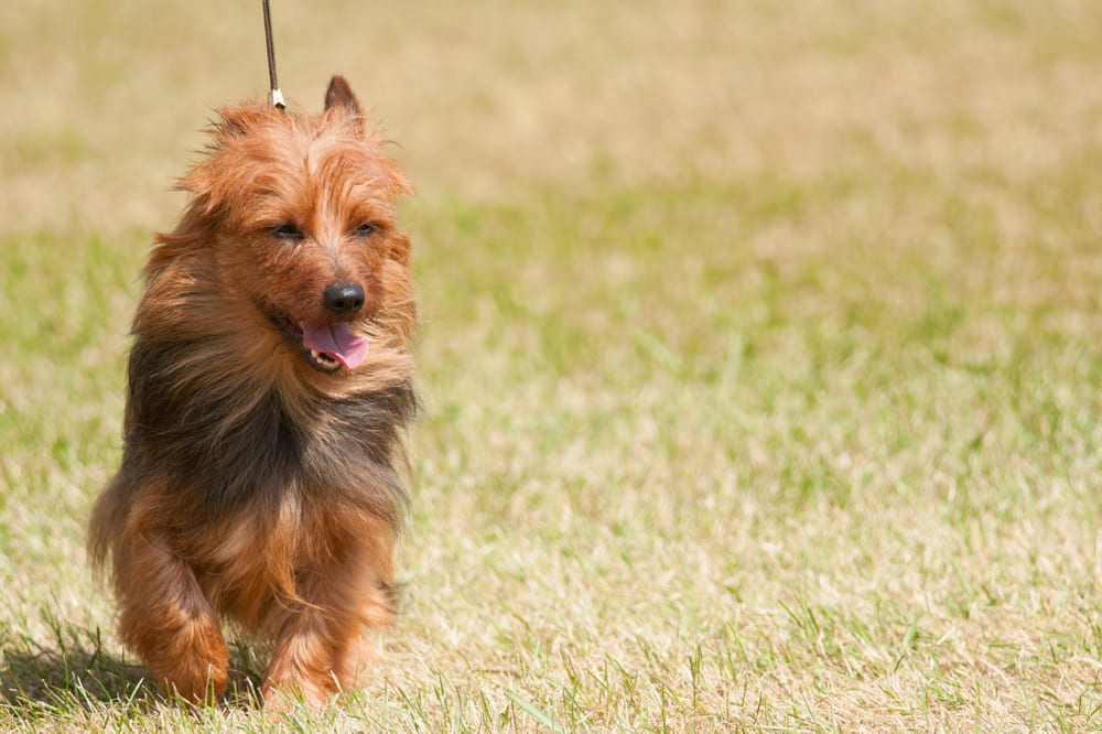 Австралийский терьер на поводке