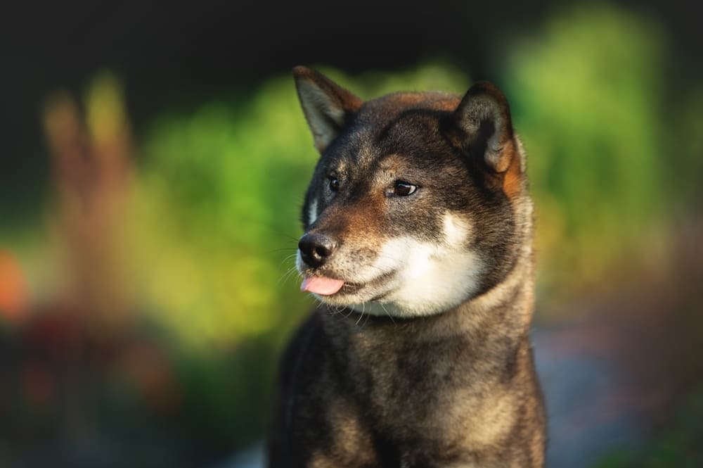 Японская порода собак шикоку