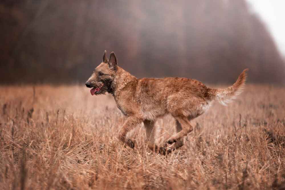 Быстрая лакенуа