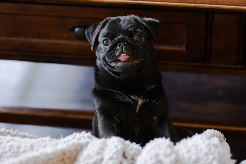 Довольный черный мопс