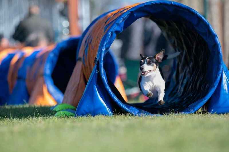 Быстрый паттердейл-терьер