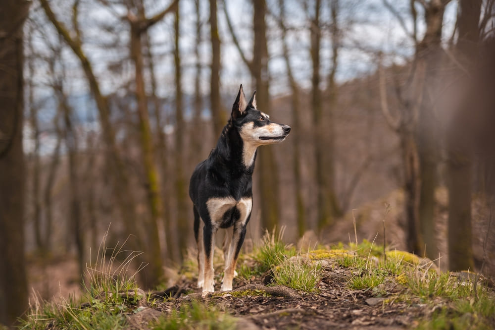 Описание австралийского келпи можно найти в стандарте