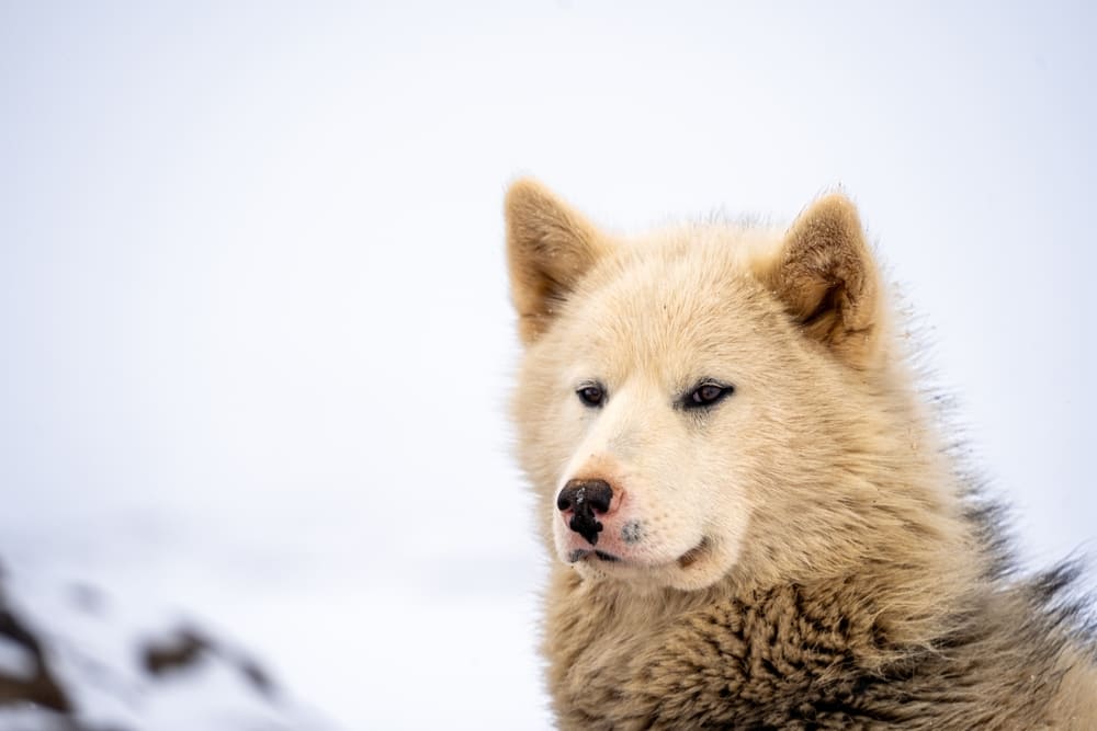 Гренландская собака смотрит в камеру