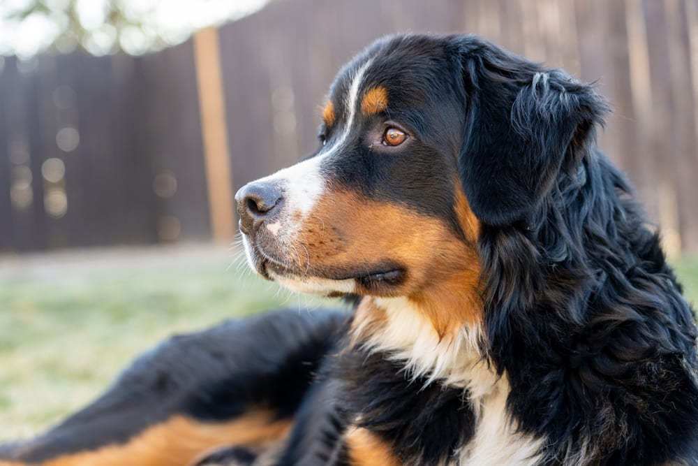 Это бернская овчарка