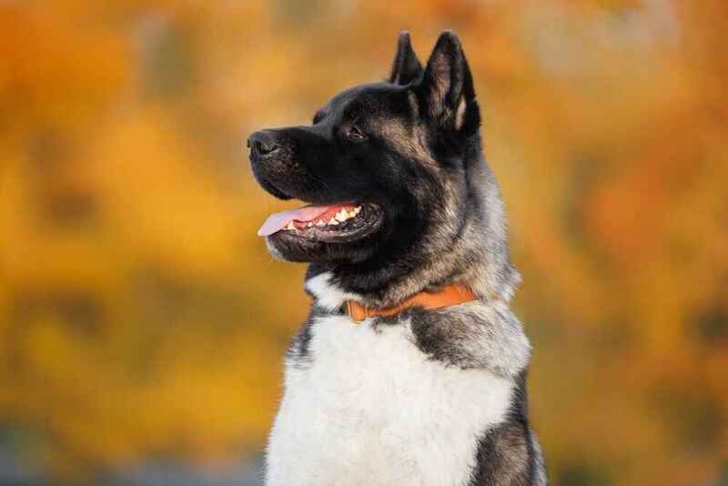 Американская акита в ошейнике