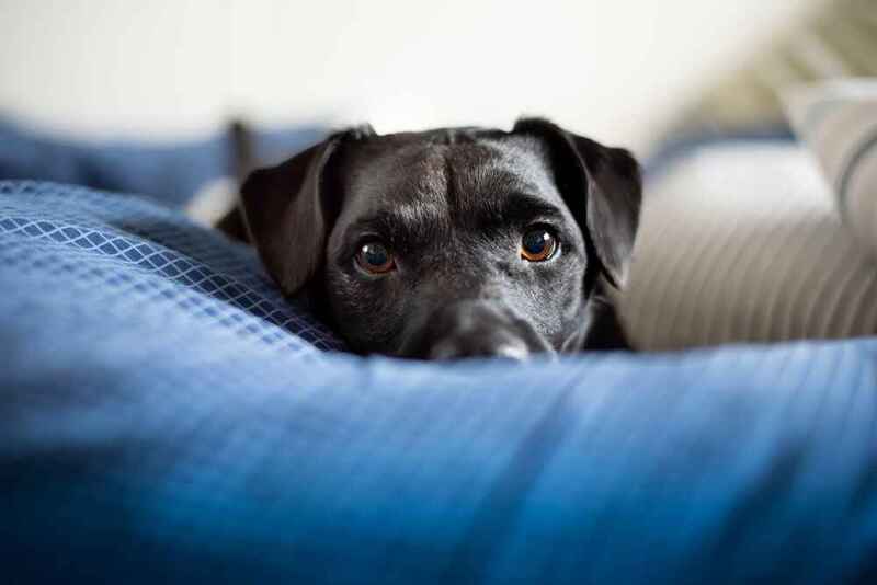 Паттердейл-терьер отдыхает