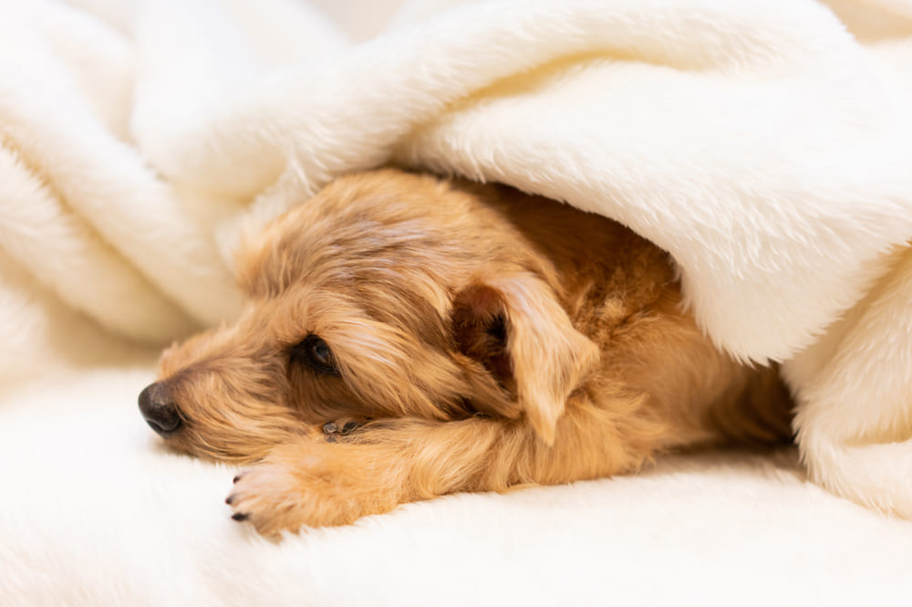 Норфолк-терьер спит
