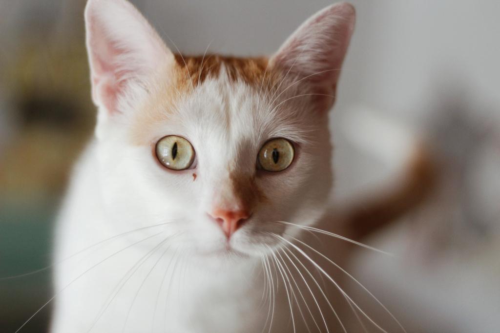 Аллергия‌ ‌у‌ ‌кошек‌:‌ ‌разновидности‌ ‌‌и‌ ‌симптомы,‌ ‌ лечение‌‌ ‌и‌ ‌уход‌ ‌за‌ ‌кошкой-аллергиком‌ ‌
