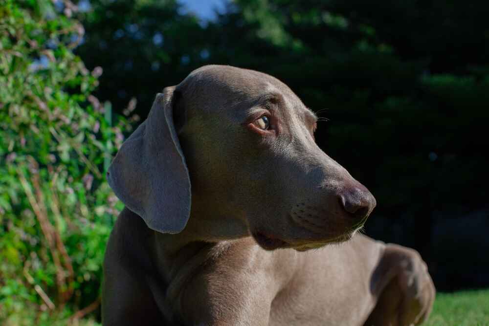 Веймаранер на природе