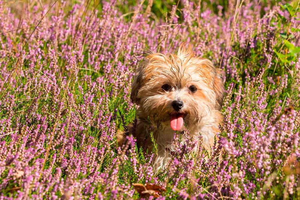 Хаванез может иметь несколько расцветок