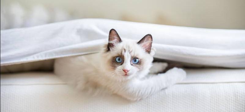 Почему у кошек расширяются зрачки: 11 причин