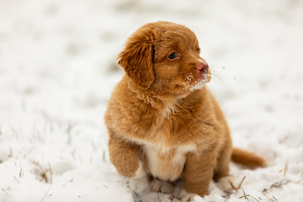 Щенок толлера зимой