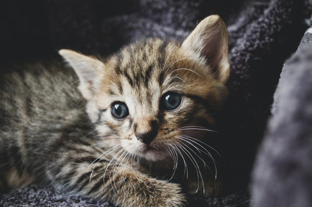 Распространенные болезни котят: симптомы и лечение патологий