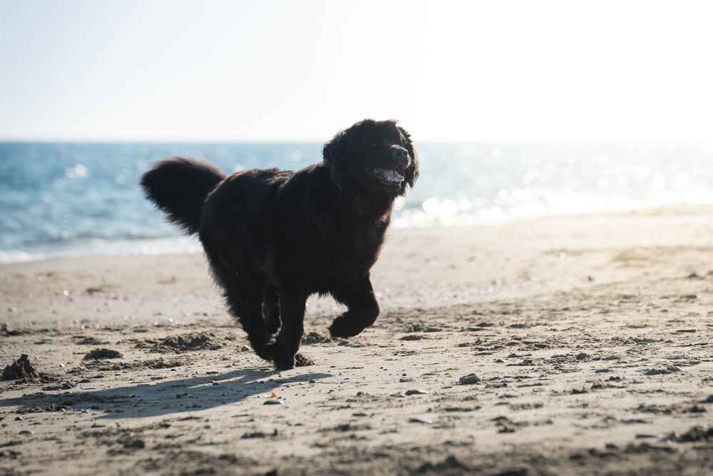 Ньюфаундленд бежит по песку