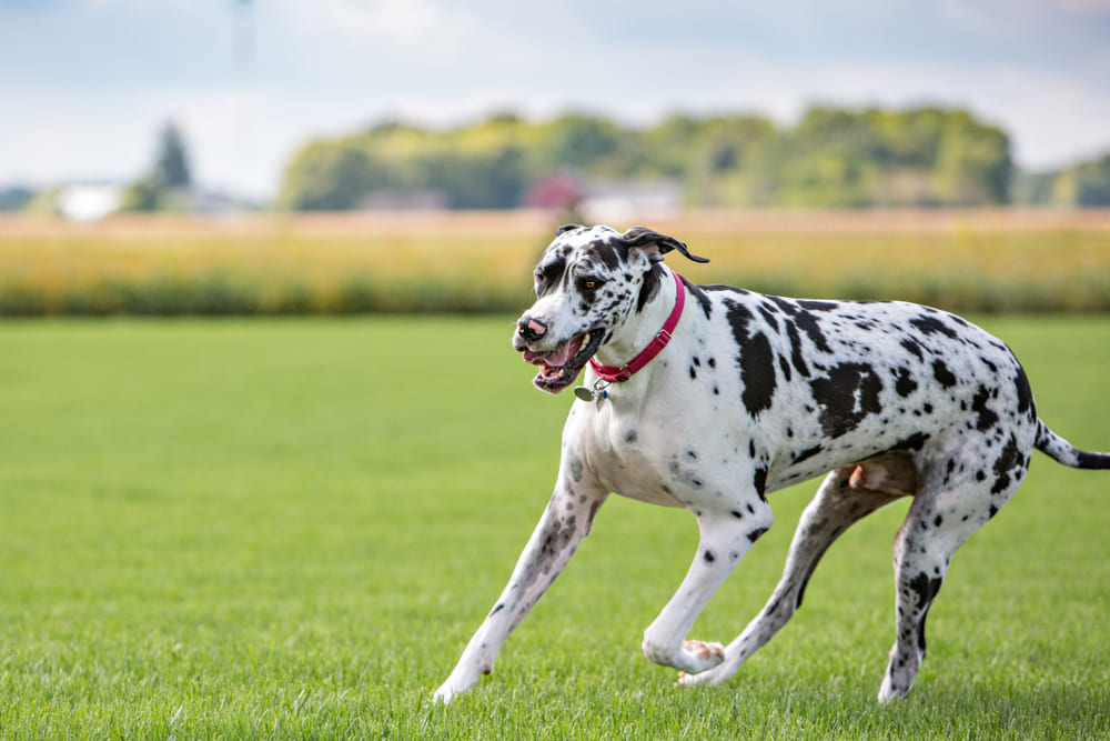 Немецкий дог бежит по газону