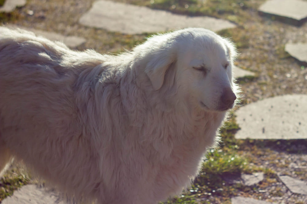 Собака маремма