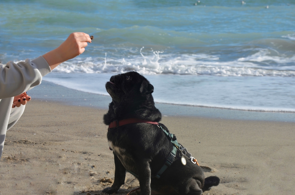 Черный мопс на пляже