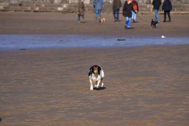 Английский спрингер-спаниель на пляже