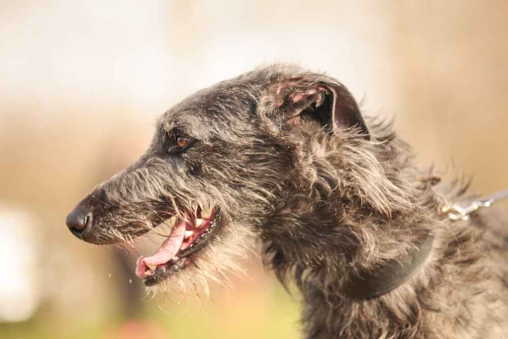 Морда дирхаунда