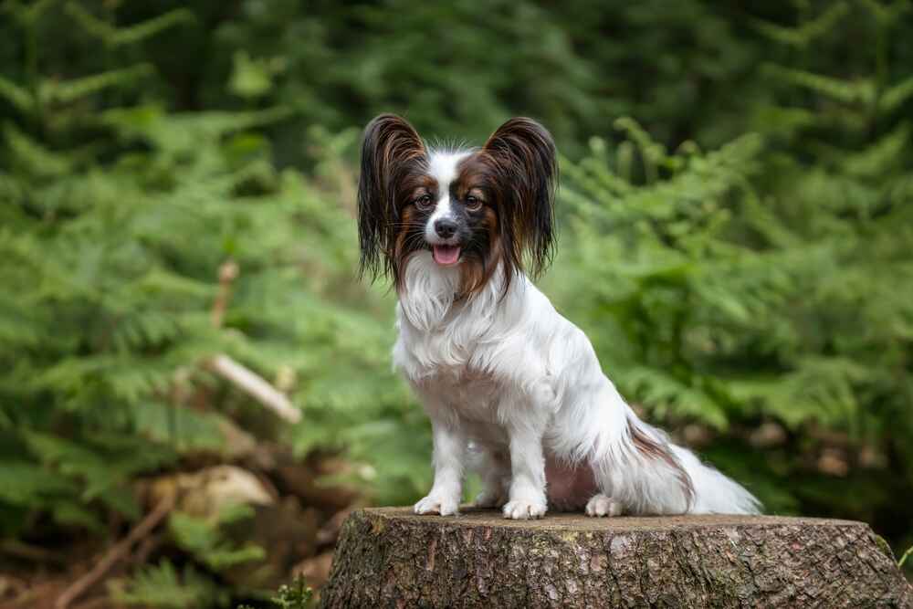 Собака папильон сидит на пне