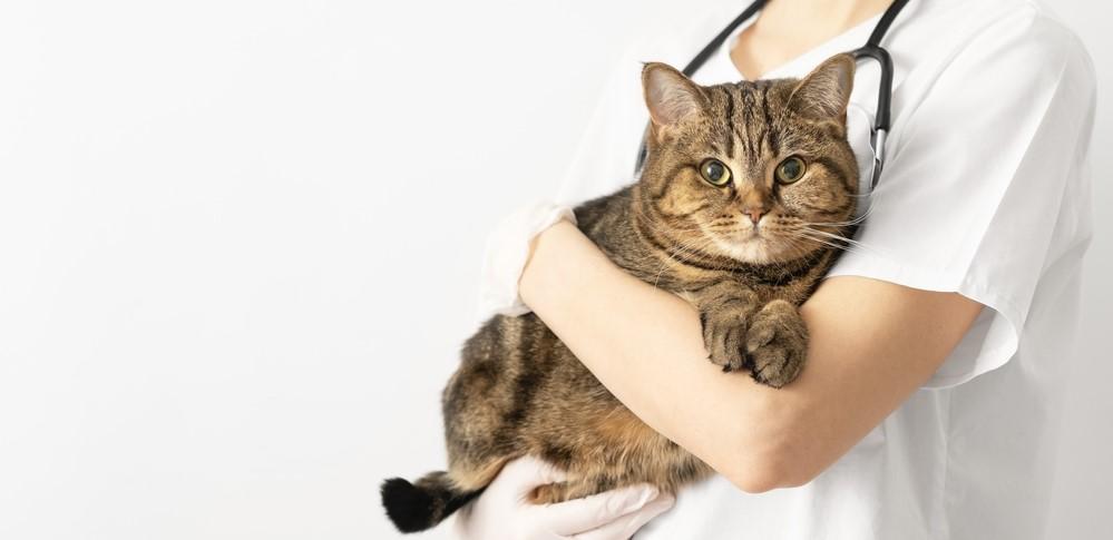 Опухоль, или рак молочной железы у кошек