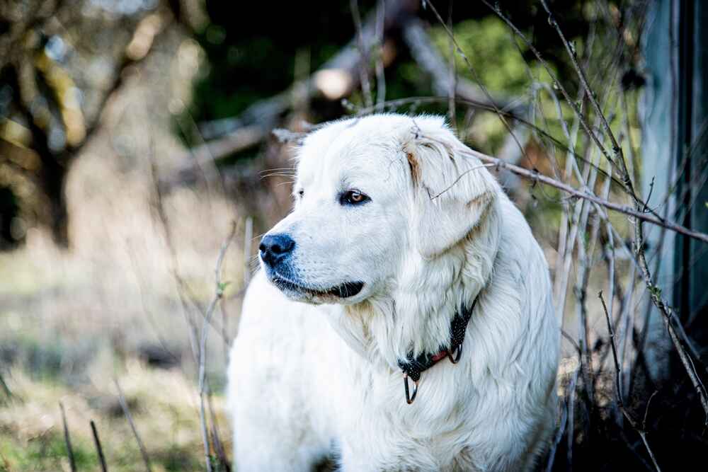 Словацкий чувач на улице