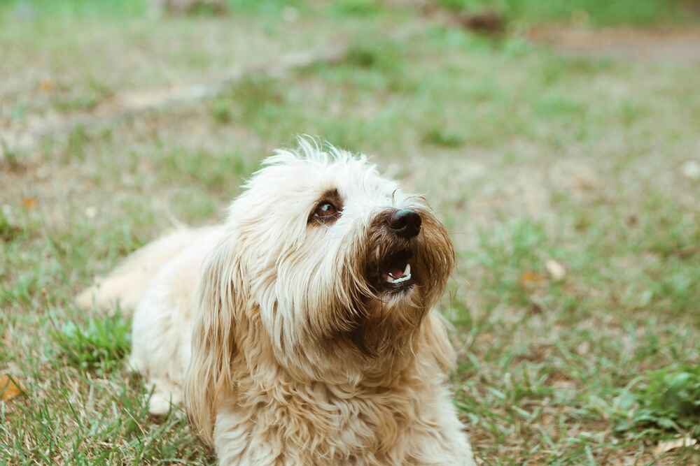 Молодой тибетский терьер