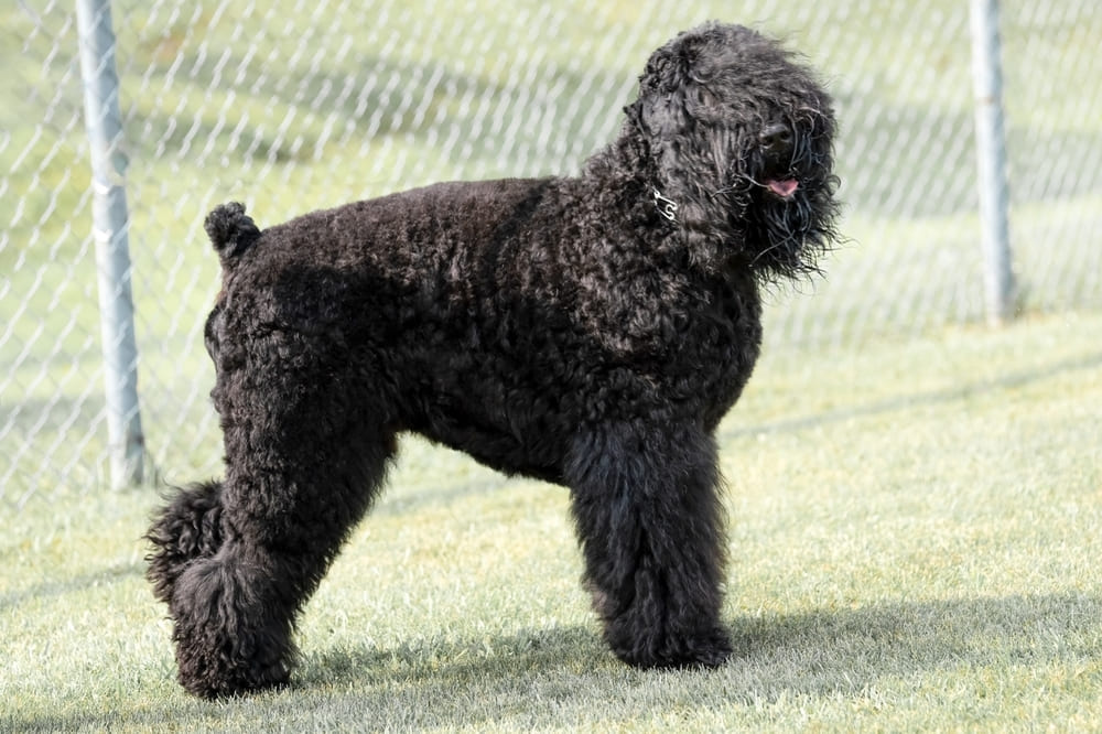 Это бувье фландрский