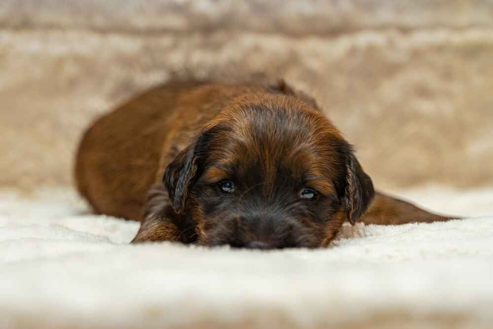 Маленький щенок бриара