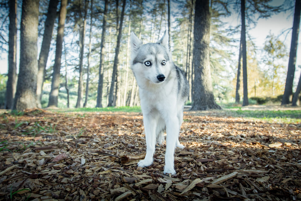 Кли-кай очень похож на хаски