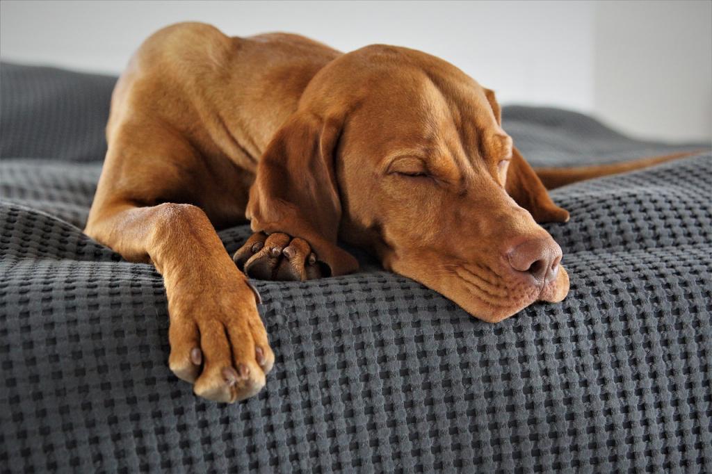 Снятся ли собакам сны – и какие? 