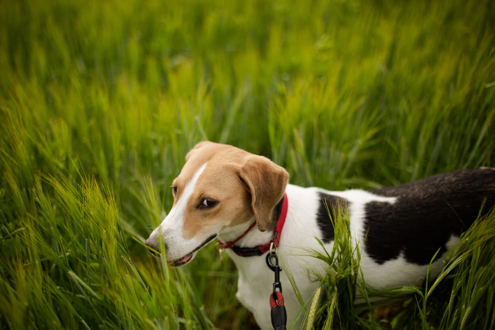 Милый английский фоксхаунд