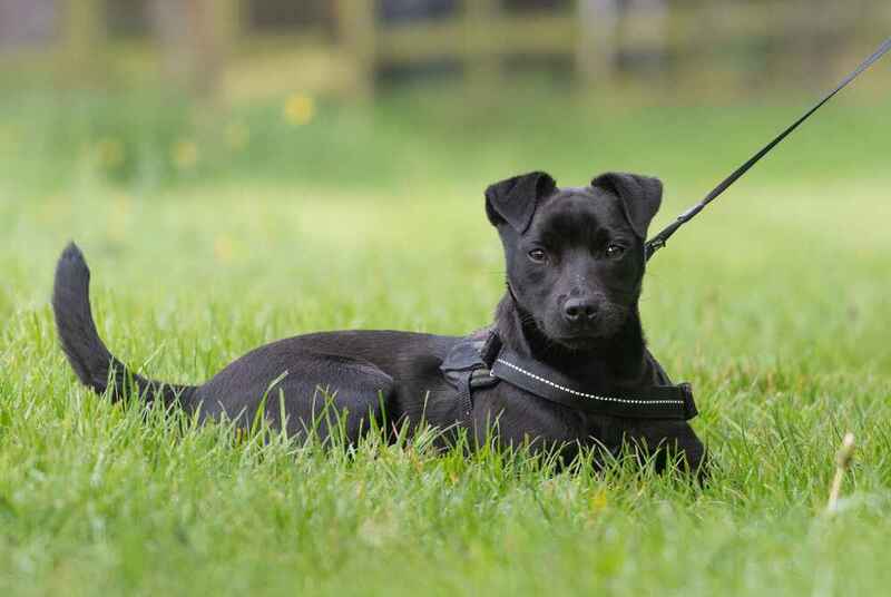 Паттердейл-терьер на поводке