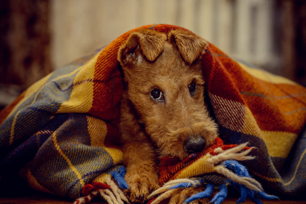 Ирландский терьер отдыхает