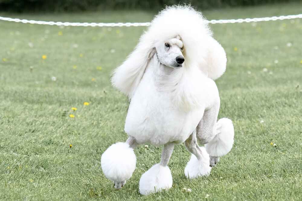 Гуляющий пудель