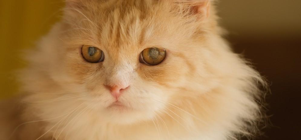 Катаракта у кошек: фото симптомов и лечение