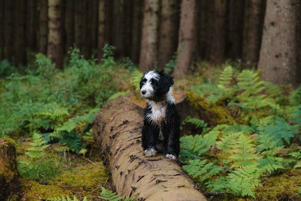 Черно-белый тибетский терьер