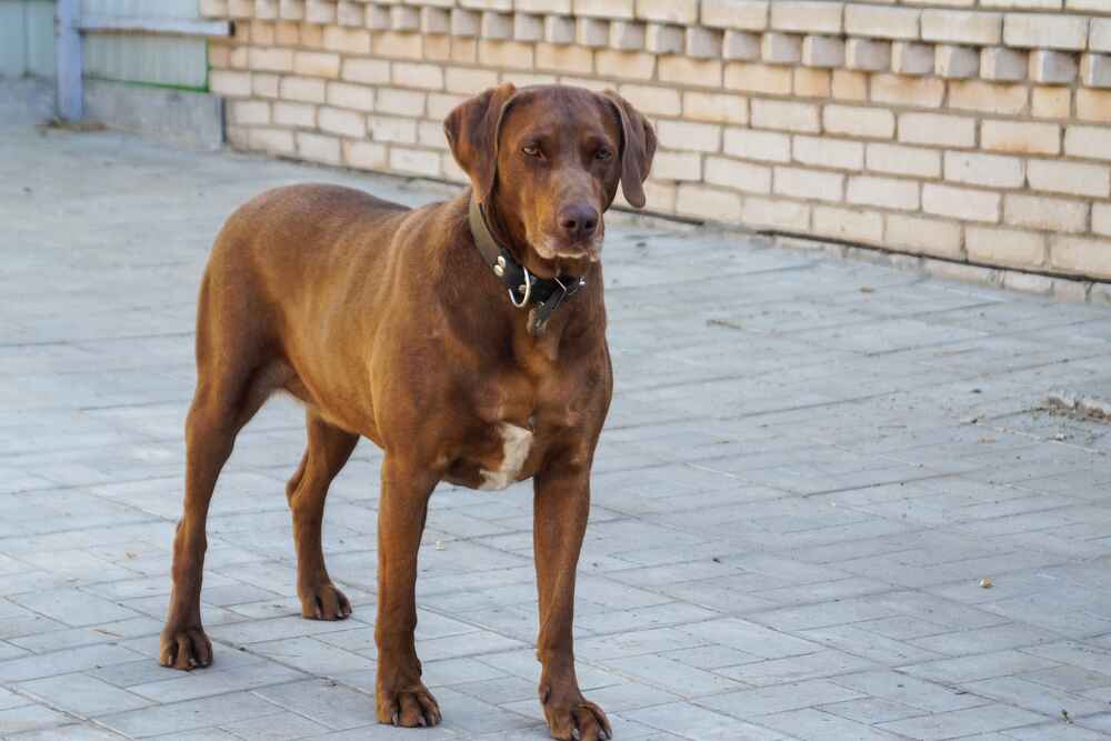 Изображениe — Курцхаар стоит и смотрит Курцхаар стоит и смотрит