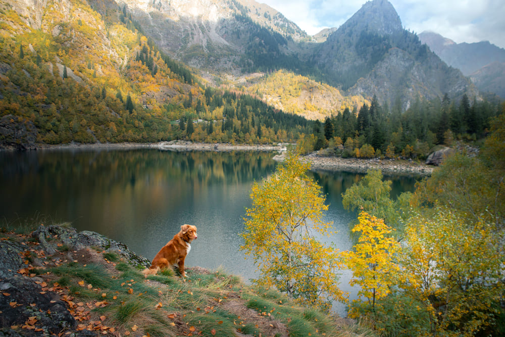 Новошотландский ретривер на прогулке в лесу