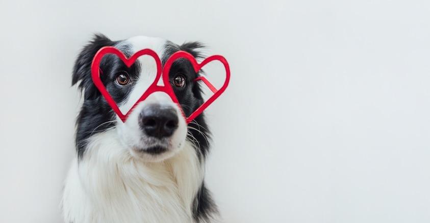 Как показать собаке свою любовь: 8 способов