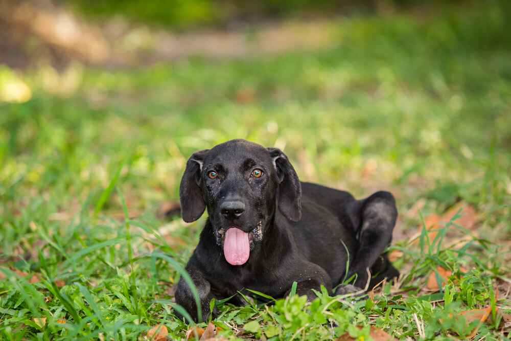 Черный щенок фила бразилейро
