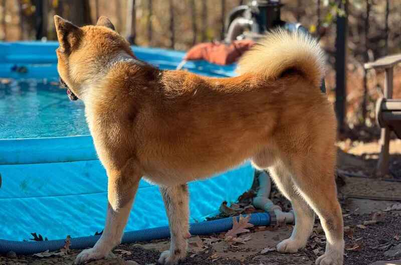 Это акита на фото