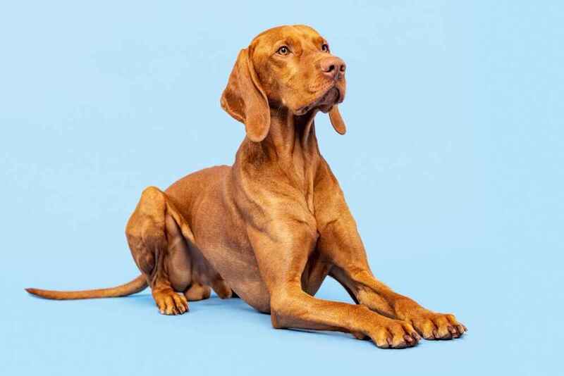 Венгерская выжла на голубом фоне