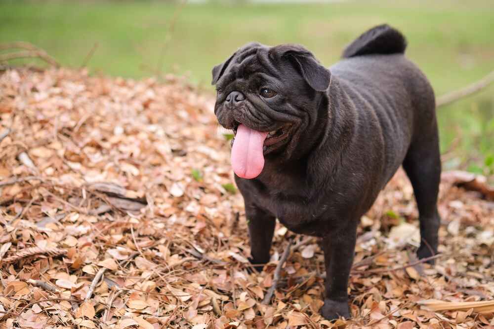 Черный мопс стоит