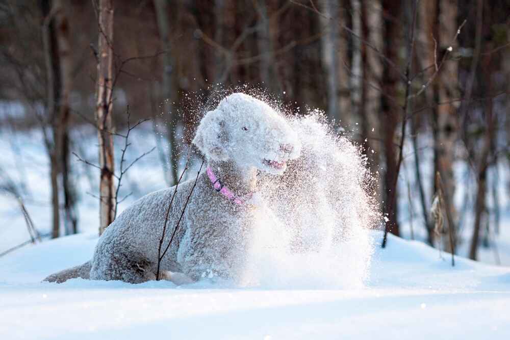 Бедлингтон-терьер играет зимой