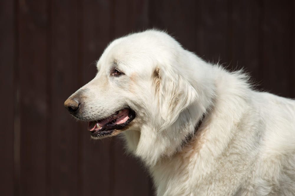 Пиренейская горная собака боком